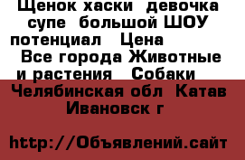 Щенок хаски, девочка супе, большой ШОУ потенциал › Цена ­ 50 000 - Все города Животные и растения » Собаки   . Челябинская обл.,Катав-Ивановск г.
